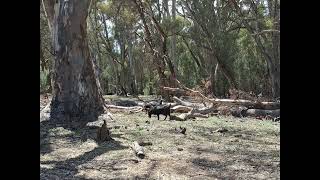 Day 9  Walking Wilpena Pound [upl. by Pevzner272]