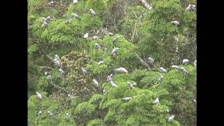 African Grey Parrots At The Bai [upl. by Katheryn]