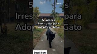 5 razones para adoptar un gato 😍 shorts cat top [upl. by Bud]