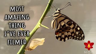 Watch the amazing birth of a butterfly 🦋 Greatest garden discovery yet 🌺🌹🌳 [upl. by Ansley]