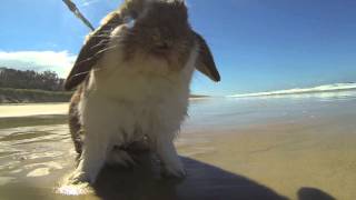 Rabbit at the beach [upl. by Rotman]