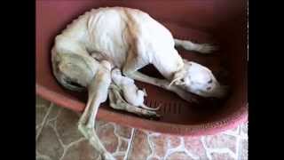 The life Galgos amp Greyhounds can face in Spain [upl. by Edya]