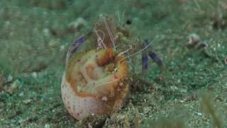 Anemone hermit crab getting into a shell with a cloak anemone [upl. by Warde]