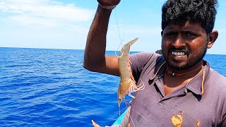 Giant Trevally Fish Caught Using Live Prawns [upl. by Eenahs]