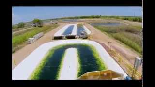 Innovative water bioremediation algae for sustainable aquaculture [upl. by Danzig46]