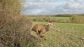 Chasse Cerfs Sangliers Chevreuils et Renards  Best Of Saison 20182019 [upl. by Colwin]