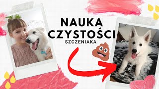 Jak nauczyć szczeniaka czystości 💩 Jak nauczyć psa załatwiania się na dworze Nauka czystości [upl. by Sonahpets744]