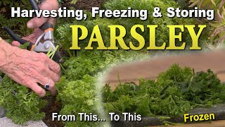 Parsley Harvesting and Freezing [upl. by Bradway]