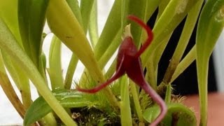 Orchid care growing Masdevallia herradurae care and culture [upl. by Ada]