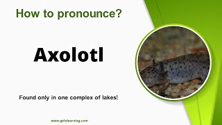 How to pronounce Axolotl in English Correctly [upl. by Niawd]