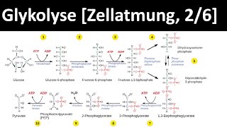 Glykolyse  erster Schritt des Glucoseabbaus  Zellatmung 26  Biologie Oberstufe [upl. by Eelsha]