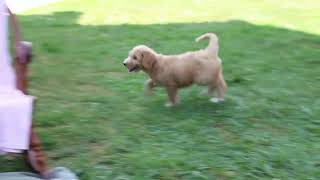 Goldendoodle Puppies for Sale [upl. by Camus]