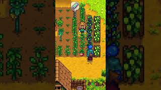 Jak odblokować kasyno w Stardew Valley [upl. by Hoskinson]