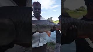 Sangareddy dam fishing 🎣 Manjeera river [upl. by Castro]