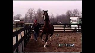 Sandor 1999 v Manno Vesty Show Horse La Grange KentuckyVS 2001 [upl. by Einahets]