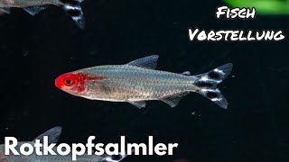 Rotkopfsalmler  Hemigrammus Petitella bleheri  Liquid Nature Fisch Vorstellung [upl. by Mumford]