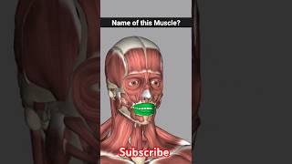 orbicularis oris muscle anatomy  orbicularis oris foryou shorts [upl. by Ettenwahs]