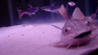 Red Tail catfish eating my oscar Pt2 [upl. by Denten]