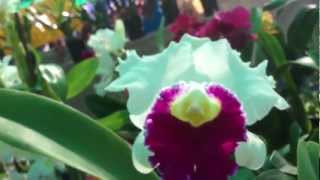 Tuyets Orchids Hoa LAN Little Saigon CA [upl. by Atwekk689]