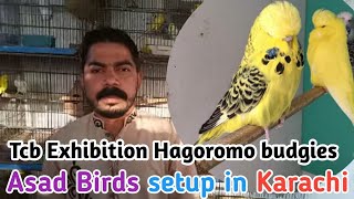 Visited Birds Setup  Tcb exibition hagoromo king budgies breeding [upl. by Yenolem]