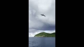 Seabird St Thomas [upl. by Nosreffej]