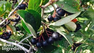 Aronia Berries  Iowa Ingredient [upl. by Aala]