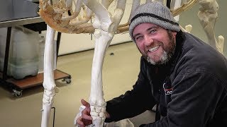 The Equine Skeleton  Thoracic Fore Limb with Paul Conroy Bsc Hons [upl. by Enylodnewg]