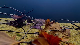 Creating a Nymphaea lotus and clown killifish biotope inspired aquarium [upl. by Aleahpar338]