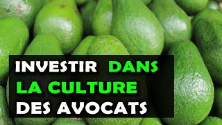 Pourquoi la culture des avocats fera des millionnaires en Afrique Avocado Business [upl. by Amein15]