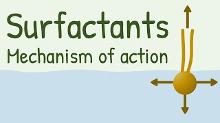 Surfactants Mechanism of Action [upl. by Reld]