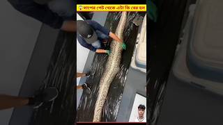 😱 সাপটির পেট থেকে কি জন্তু বের হলো দেখে অবাক হয়ে যাবেন  What is the inside of anaconda Bangla [upl. by Eilasor888]