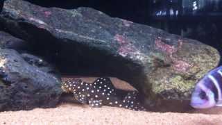 L 142LDA 033 Baryancistrus Snowball Pleco [upl. by Ettelegna]