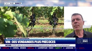 PierreAntoine Giovannoni Vignerons Indépendants Des vendanges plus précoces [upl. by Akimaj]