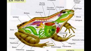 CLASIFICACIÓN DE ANIMALES VERTEBRADOS [upl. by Tnairb]