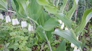 銳眼看世界－－Ｐolygonatum odoratum 葳蕤，玉竹 [upl. by Neve]