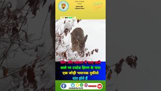 Tufted Deer के बारे में रोचक तथ्य 🦌😨 ytshort viral fact animals trending shortfeed [upl. by Lund]