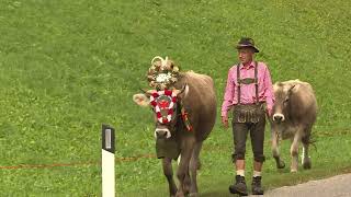 Almabtrieb 2023 in Toblach und Wahlen [upl. by Erdnua]