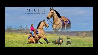 quotMeet Ritchiequot Buckskin Quarter Horse X Gelding For Sale TrickTrailHuntingDriving [upl. by Alban616]