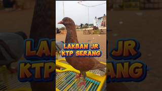 LAKBAN JR KTP SERANGPERDANA INJEK LAPAK ULALA [upl. by Attenoj]