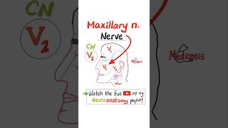 Maxillary nerve V2  Sensory  Cranial Nerve 5 Trigeminal nerve…anatomy nurse mbbs nclex [upl. by Waly]