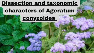 dissection and taxonomic characters of Ageratum conyzoides dissection botanypractical compositae [upl. by Bloomer14]