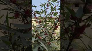 Roselle plant flowers eat sour chatni nature [upl. by Daphne16]