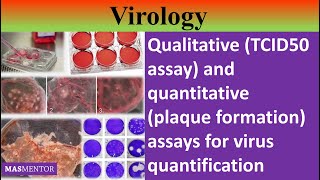 Qualitative TCID50 and quantitative plaque assay assays for virus quantification UrduHindi [upl. by Ramey]