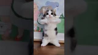 CAT CAT VIDEOS BLOCK CAT BILLI RATCAT BILLI cat rat [upl. by Spiros]