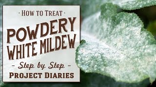 ★ How to Treat Powdery White Mildew A Complete Step by Step Guide [upl. by Amian]