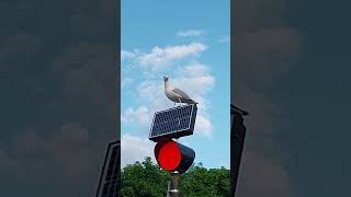 Did you know that nowadays seagulls charge their batteries before flying [upl. by Anahtor933]