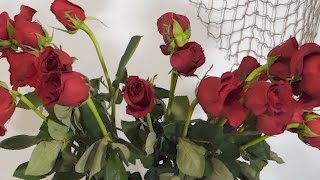 How To Revive Wilted Roses Time Lapse [upl. by Hgalehs911]