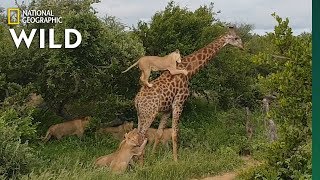 Rare Video Shows Lion Pride Try to Slay a FullGrown Giraffe  Nat Geo Wild [upl. by Arimat924]