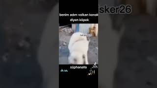 benim adım volkan konak diyen köpek süphanalla [upl. by Rambert]