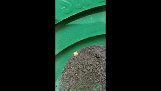 Gold Picker from creek Gravel prospecting goldpanning Hope you enjoy [upl. by Timmi]